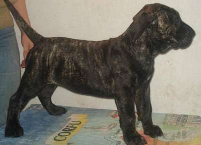 BRUMA DE MOZACAN BULL
