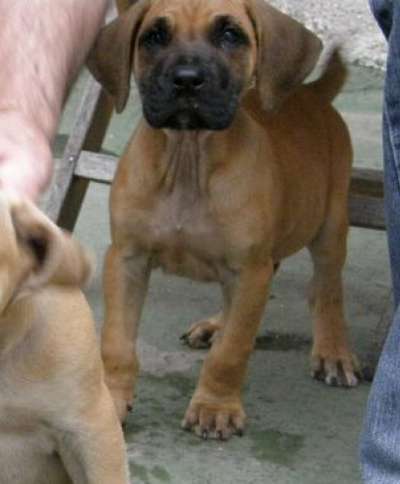 PIMIENTA DE PERRO DE LA TIERRA