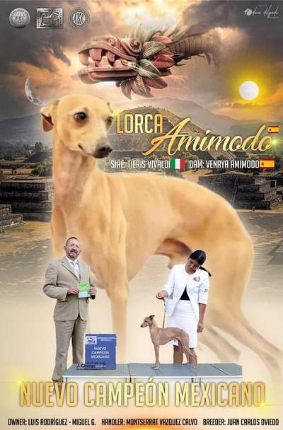 Lorca Amimodo