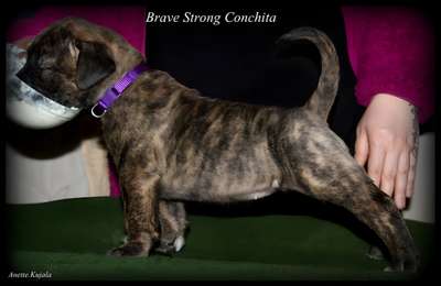BRAVE STRONG CONCHITA