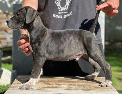 ASIO DE KING ZULU