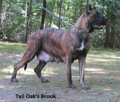 TALL OAK'S BROOK