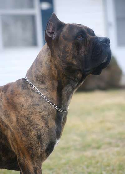 REX OF TALL OAKS