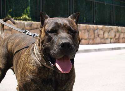 BRUJA DE PERRO DE PRESA BECERRIL