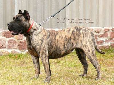 VETA PERRO PRESA GRAND