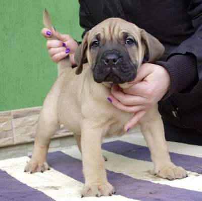 DOGO BULLSARA DEL PEMBA