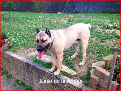 KASO DE ARENA