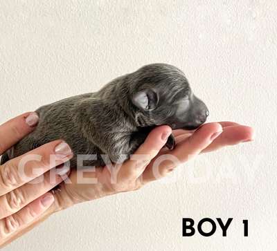 Greytoday Yoda