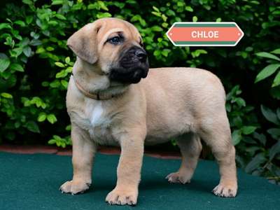 BRINDLE HOOLIGANS CHLOE