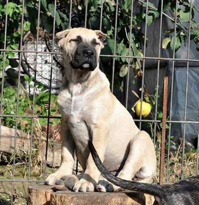 OKSANA DE VIKING GUARD KENNEL