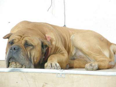AMSTRONG DE PERRO DE LA TIERRA