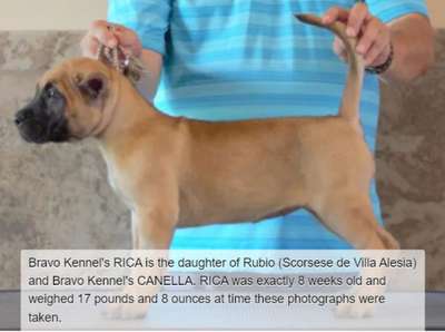 BRAVO KENNEL’S RICA