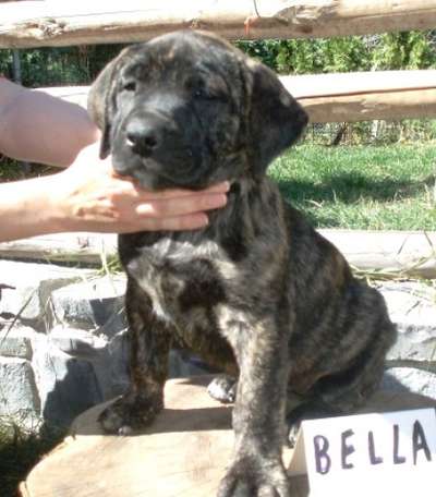 BELLA ALFA FAMILY DOG