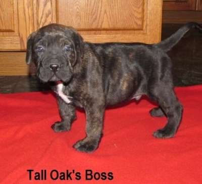 BOSS OF TALL OAKS