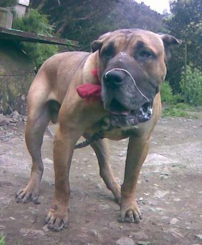 BUFALO DE PERRO DE LA TIERRA