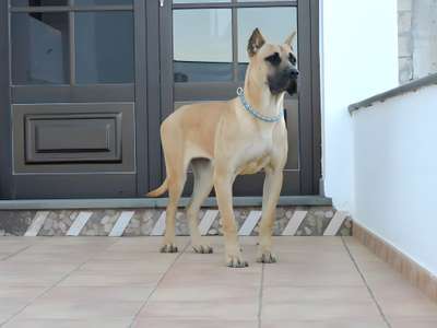 CANDELA I DE SAMCOR