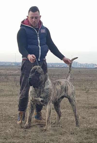 DORADO DE SPARTAN DOG KENNEL