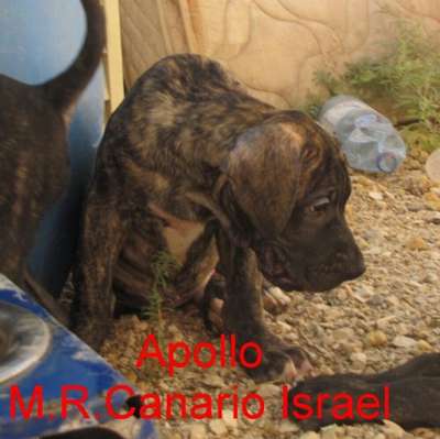 APOLLO M.R.CANARIO ISRAEL