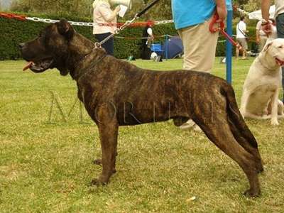 CANARY ISLAND BRUNO (ATILLA)