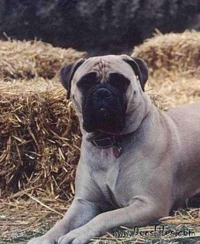 BRAMSTOKE'S QUEEN GRACE