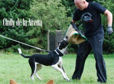 CHILLI DE LA ARENA