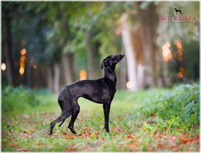 Beauty Of Sicilia Miss Wilkoria