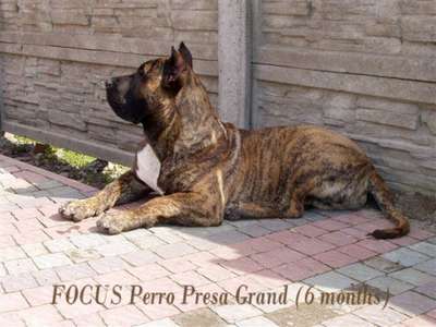 FOCUS PERRO PRESA GRAND