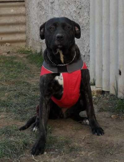 ARROJADO GUERRERO BRISA (SPURI)
