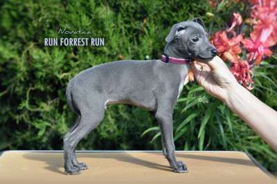 Novatica Run Forrest Run