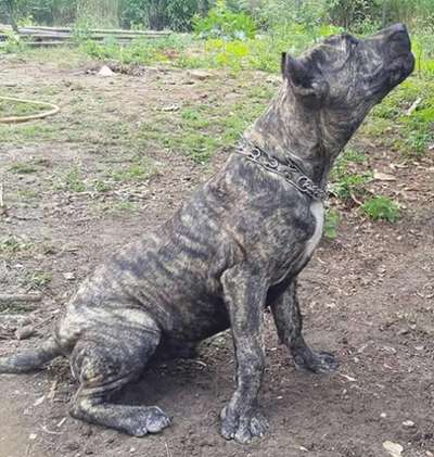 ENGEL KILLERFACE GIGANTOSNOCHES
