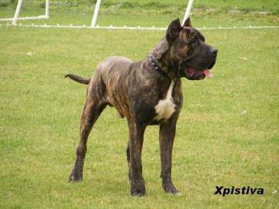 PERROS CANARIOS OROS ACHIELLUS (CILLI)