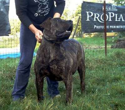 RITA DE MOZACAN BULL