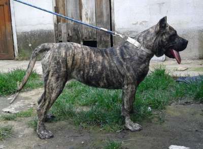 COBRA DE IMPERIO PERROS TROYA
