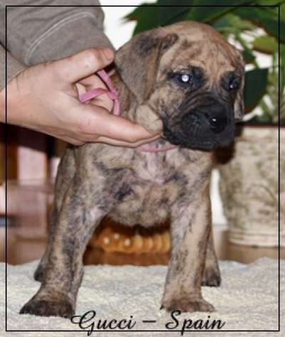 GUCCI NUESTRA SANGRE