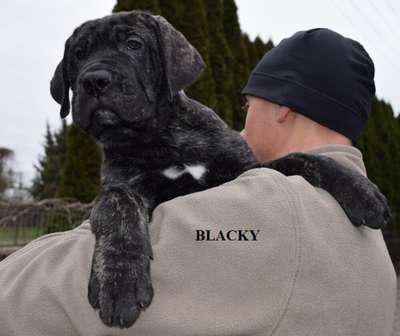 Blacky