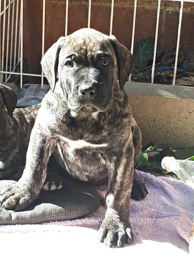 COLT BAD DOGZ CANARIO