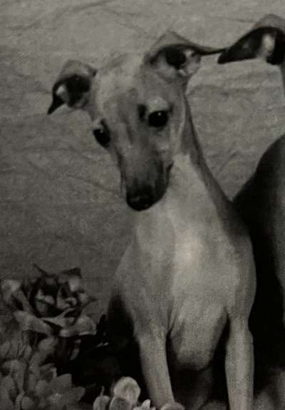 Prima Claire De Lune