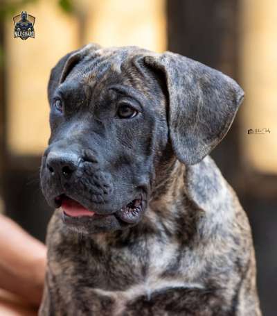 EVA NILE GAURD KENNEL