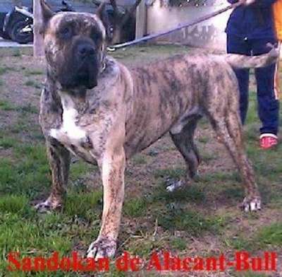 SANDOKAN DE ALACANT BULL
