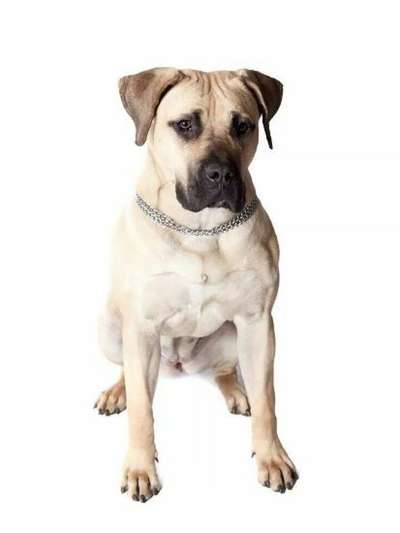 FINNDOCAN'S BRISA