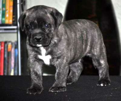 MALE-1 DE MACHO GRANDE