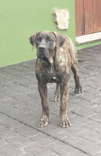 CRUFTS DE SAMCOR