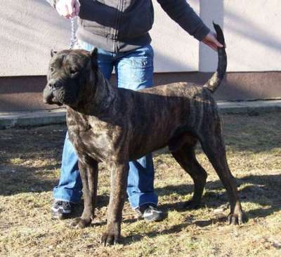 JR.MASERATI DE TIERRA GRANCAN