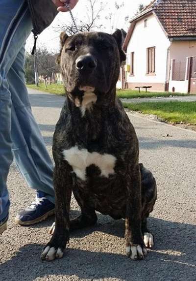 MOMO BULLSARA DEL PEMBA