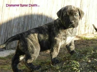 DIAMANTE RAYAS DUFFY (IDA)