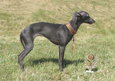 Astra Bravissimo Vivien