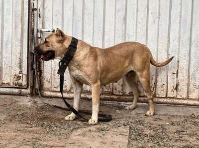 MIA CHAJLLA PERRO DE PRESA