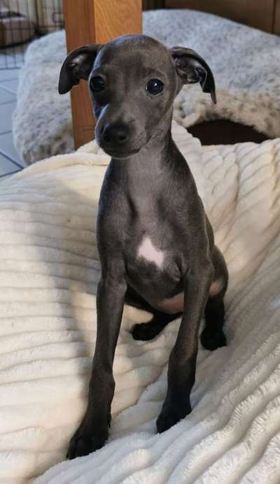 Independence Josy Lee Greyce