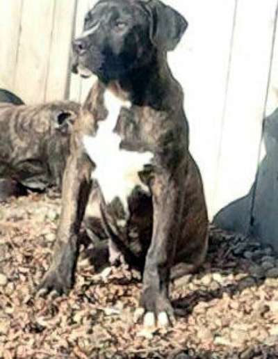 KING DE ELISON KENNEL