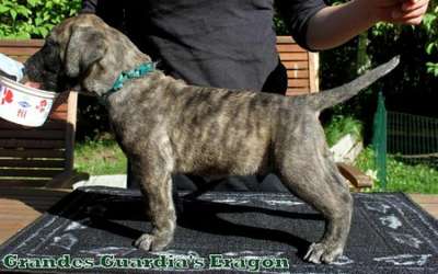 GRANDES GUARDIA'S ERAGON